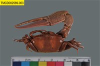 藏品(北方丑招潮蟹)的圖片